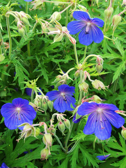 Meadow Cranesbill